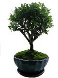 Бонсай Падуб, Дуб каменный, илекс - Bonsai Quercus ilex D25 H35