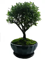 Бонсай Падуб (илекс/ilex) — Дуб каменный D25 H35