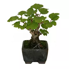 Бонсай Девичий Виноград - Bonsai Parthenocissus D10 H18