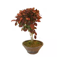 Бонсай Барбарис Тунберга - Bonsai Berberis D12 H25