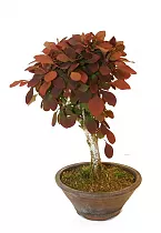 Бонсай Барбарис Тунберга - Bonsai Berberis D12 H25