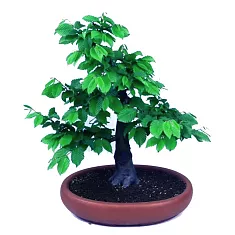 Бонсай Граб обыкновенный - Bonsai Carpinus D15 H40