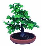 Бонсай Граб обыкновенный - Bonsai Carpinus D15 H40