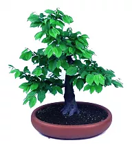 Бонсай Граб обыкновенный - Bonsai Carpinus D15 H40