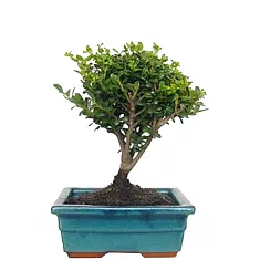 Бонсай Падуб, Дуб каменный, илекс - Bonsai Quercus ilex D20 H25
