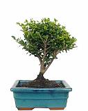Бонсай Падуб, Дуб каменный, илекс - Bonsai Quercus ilex D20 H25