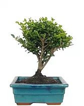 Бонсай Падуб (илекс/ilex) — Дуб каменный D20 H25