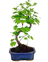 Гинкго Билоба бонсай D25 H30