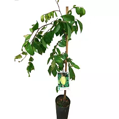 Карамбола - Averrhoa carambola D18 H120
