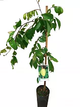 Карамбола - Averrhoa carambola D18 H120
