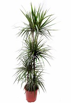 Драцена Маргината Биколор карусель - Marginata magenta D30 H150