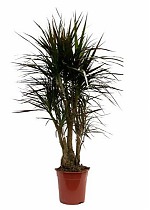 Драцена Маргината Маджента карусель - Marginata magenta D40 H190