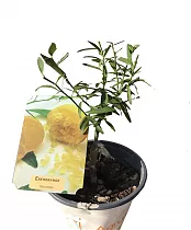Цитрус ЭРЕМООРАНЖ - Сitrus Sinensis Eremorange D15 H50