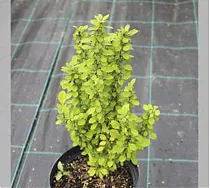 Барбарис тунберга Селект - Berberis thunbergii Selekt D9 H20