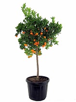Мандариновое дерево - Citrus reticulata D27 H150