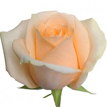 Роза Аваланш Пич Северная мечта 50 см. 10 штук