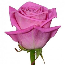 Роза Аква Северная мечта 60 см. 10 штук