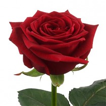 Роза Ред Наоми Северная мечта 80 см. 10 штук