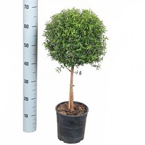 Мирт - Myrtus D17 H70