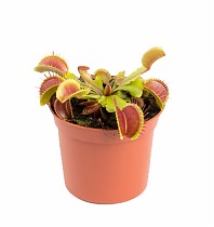 Венерина мухоловка — Dionaea Muscipula D9 H12
