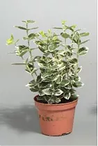 Бересклет японский Браво - Euonymus japonicus Bravo D2 H25-30