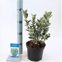 Бересклет японский Сильвер Криспа - Euonymus japonicus silver krispa D2 H25-30