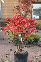 Бересклет крылатый Компактус - Euonymus alatus Compactus D5 H40-50