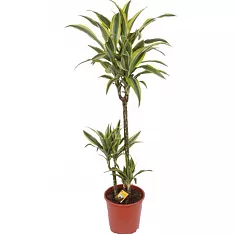 Драцена деремская (душистая) Сюрприз - Dracaena fragrans surprise  D21 H110