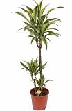 Драцена деремская (душистая) Сюрприз - Dracaena fragrans surprise  D21 H110