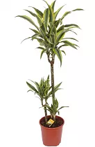 Драцена деремская (душистая) Сюрприз - Dracaena fragrans surprise  D21 H110