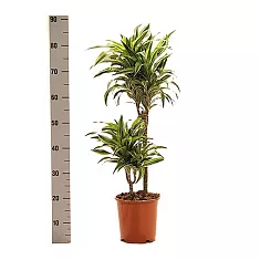 Драцена деремская (душистая) Сюрприз - Dracaena fragrans surprise  D20 H90