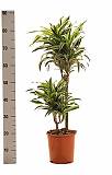 Драцена деремская (душистая) Сюрприз - Dracaena fragrans surprise  D20 H90