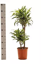 Драцена деремская (душистая) Сюрприз - Dracaena fragrans surprise  D20 H90
