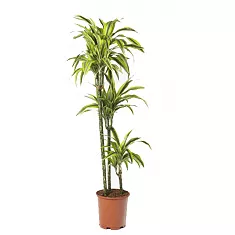 Драцена деремская (душистая) Сюрприз - Dracaena fragrans surpriseD30 H140
