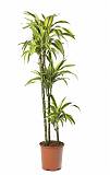 Драцена деремская (душистая) Сюрприз - Dracaena fragrans surpriseD30 H140