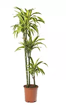 Драцена деремская (душистая) Сюрприз - Dracaena fragrans surpriseD30 H140