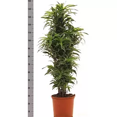 Драцена деремская (душистая) Сюрприз - Dracaena fragrans surprise куст D38 H150