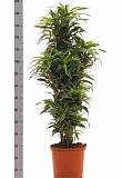 Драцена деремская (душистая) Сюрприз - Dracaena fragrans surprise куст D38 H150