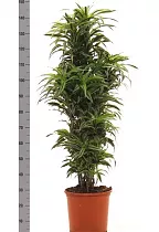 Драцена деремская (душистая) Сюрприз - Dracaena fragrans surprise куст D38 H150