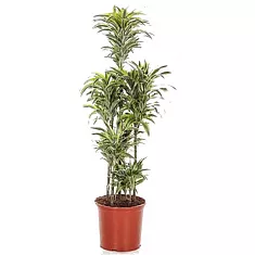 Драцена деремская (душистая) Сюрприз - Dracaena fragrans surprise D35 H160