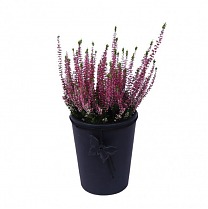 Вереск Каллуна фиолетовый - Calluna D12 H20