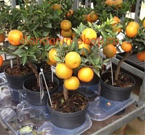 Апельсин Миртолистный - Citrus Chinotto D14 H30
