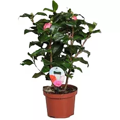 Камелия японская - Camellia D17 H55