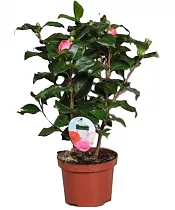 Камелия японская - Camellia D17 H55