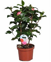 Камелия японская - Camellia D17 H55