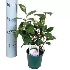 Камелия японская - Camellia D12 H20
