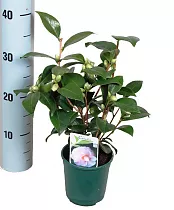 Камелия японская - Camellia D12 H20