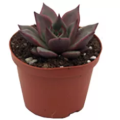 Эхеверия Таурус - Echeveria Taurus D5 H10