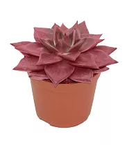 Эхеверия Таурус - Echeveria agavoides red Taurus D5 H10
