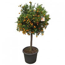 Мандариновое дерево - Citrus reticulata D55 H200